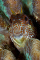   Blenny coral head. head  